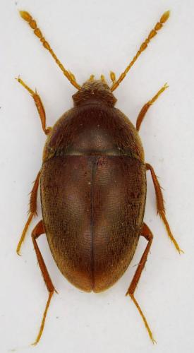 Réf. 333 095 : Pseudoboldoria belluccii